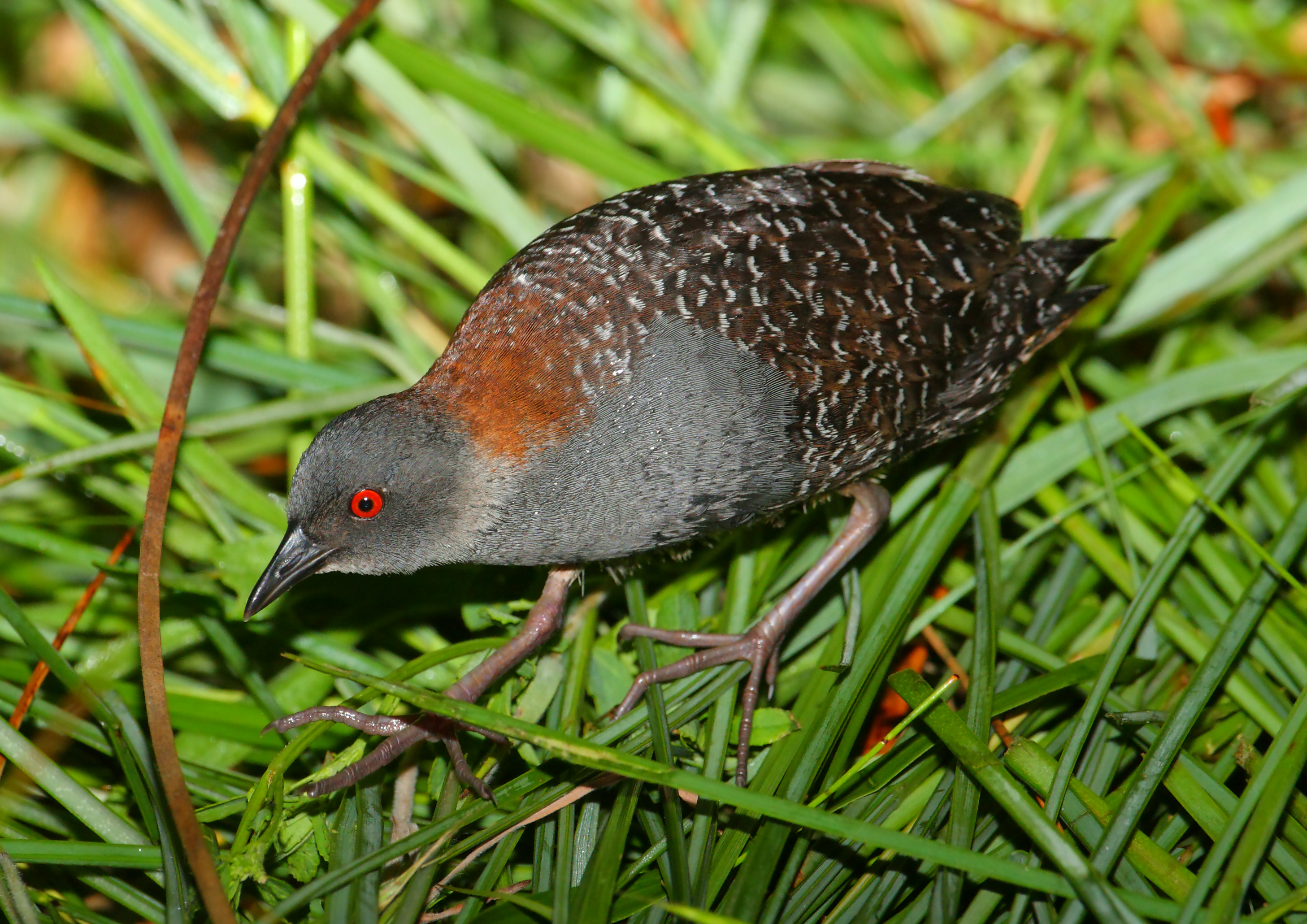 Photo of a Black Rail. Credit: Arallyn! - Ephemeral Scraps - Flickr